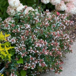 Ruby Anniversary® Abelia -Plant Series abelia ruby anniversary 2 P