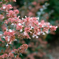 Ruby Anniversary® Abelia -Plant Series abelia ruby anniversary 3 P