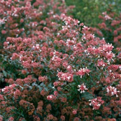 Ruby Anniversary® Abelia -Plant Series abelia ruby anniversary 4 P