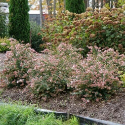 Ruby Anniversary® Abelia -Plant Series abelia ruby anniversary 5 P