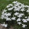 'Firefly Diamond' Yarrow -Plant Series achillea firefly diamond yarrow 1 sw
