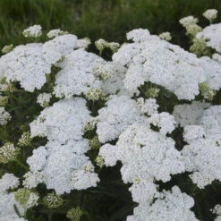 'Firefly Diamond' Yarrow -Plant Series achillea firefly diamond yarrow 2 sw