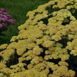 'Firefly Peach Sky' Yarrow 11 'Firefly Peach Sky' Yarrow -Plant Series achillea firefly peach sky yarrow 4 sw