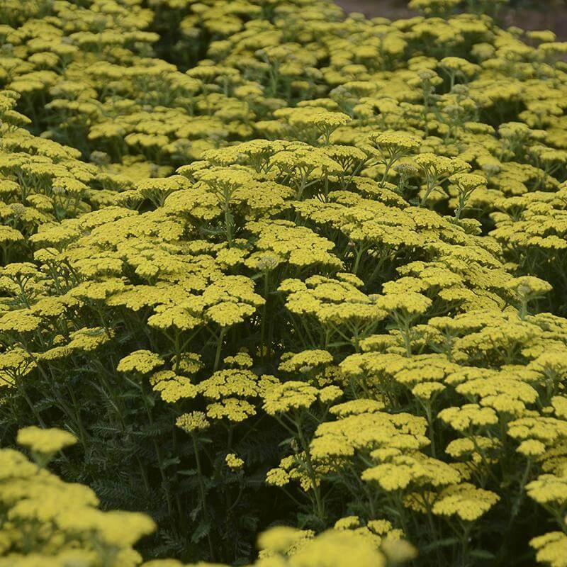 'Firefly Sunshine' Yarrow 3 'Firefly Sunshine' Yarrow