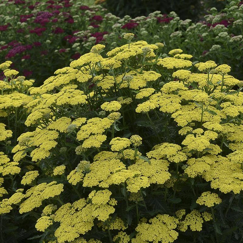 'Firefly Sunshine' Yarrow 5 'Firefly Sunshine' Yarrow - Image 3