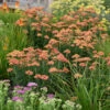 'Firefly Peach Sky' Yarrow 2 'Firefly Peach Sky' Yarrow -Plant Series achillea firefly peach sky apj20 1 1