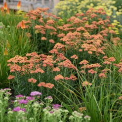 'Firefly Peach Sky' Yarrow