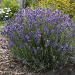 'Hidcote' Lavender -Plant Series ad777dfe720023c87b88b7911572cb2f