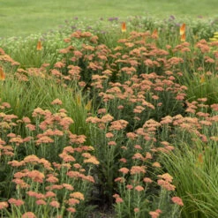 'Firefly Peach Sky' Yarrow 12 'Firefly Peach Sky' Yarrow -Plant Series ade44eb930d80f6cbf6a35ce38c007ea