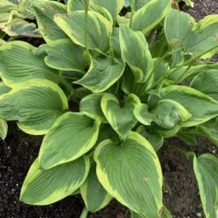 Shadowland® 'Lone Star' Hosta -Plant Series adf534505a6fa203ffe8e4351850b130