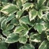 Variegated Bishop's Weed -Plant Series aegopodium variegatum bishops weed 1 sw