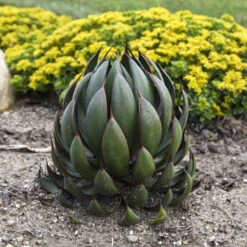 Mad About Mangave® 'Praying Hands' Mangave 7 Mad About Mangave® 'Praying Hands' Mangave -Plant Series afbb6542cb79ae203ddfc72e4d86b703