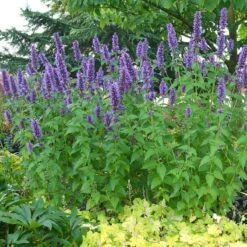 'Blue Boa' Hummingbird Mint -Plant Series agastache blue boa 3 029cfbf5 6258 4ea5 a35f 3b9fed44be96 sw