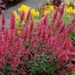 'Morello' Hummingbird Mint 6 'Morello' Hummingbird Mint -Plant Series agastache morello 2 P