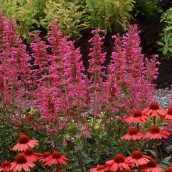 'Morello' Hummingbird Mint 7 'Morello' Hummingbird Mint -Plant Series agastache morello 3 P