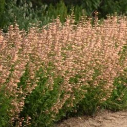 Meant To Bee™ Queen Nectarine Hummingbird Mint -Plant Series agastache queen nectarine