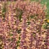 Meant To Bee™ Queen Nectarine Hummingbird Mint -Plant Series agastache queen nectarine apj21 1