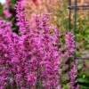 Meant To Bee™ Royal Raspberry Hummingbird Mint 1 Meant To Bee™ Royal Raspberry Hummingbird Mint -Plant Series agastache royal raspberry pollinator apj21