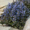 'Chocolate Chip' Bugleweed 1 'Chocolate Chip' Bugleweed -Plant Series ajuga chocolate chip bugleweed 1