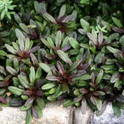'Chocolate Chip' Bugleweed -Plant Series ajuga chocolate chip bugleweed 3