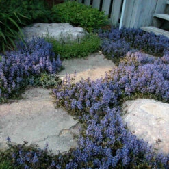 'Chocolate Chip' Bugleweed -Plant Series ajuga chocolate chip bugleweed 4