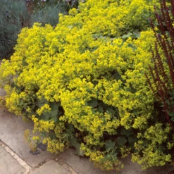 Lady's Mantle -Plant Series alchemilla mollis ladys mantle 6