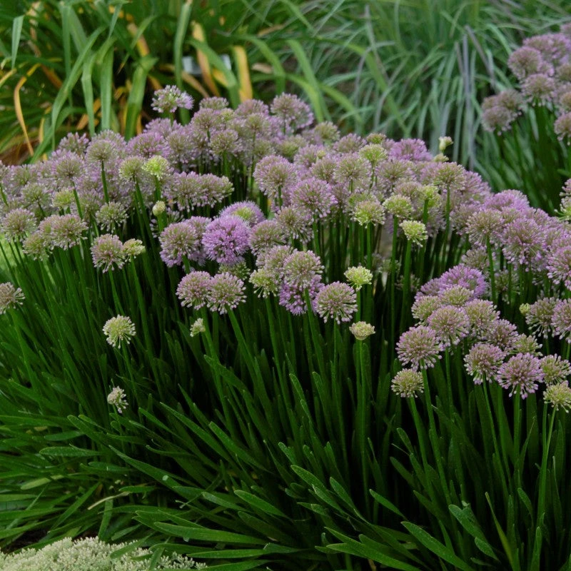 'Millenium' Allium 5 'Millenium' Allium - Image 3