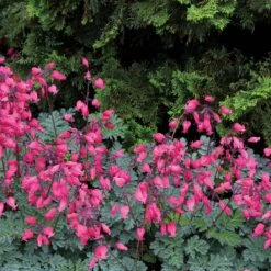 'Amore Rose' Bleeding Heart -Plant Series amore rose bleeding heart dicentra 5