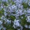 Threadleaf Bluestar 1 Threadleaf Bluestar -Plant Series amsonia hubrichtii bluestar 1
