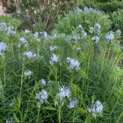 Threadleaf Bluestar 14 Threadleaf Bluestar -Plant Series amsonia hubrichtii bluestar 10