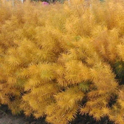 Threadleaf Bluestar 15 Threadleaf Bluestar -Plant Series amsonia hubrichtii bluestar 2