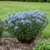 'Storm Cloud' Bluestar -Plant Series amsonia tabernaemontana storm cloud bluestar 1