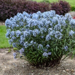 'Storm Cloud' Bluestar -Plant Series amsonia tabernaemontana storm cloud bluestar 2
