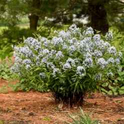 'Storm Cloud' Bluestar -Plant Series amsonia tabernaemontana storm cloud bluestar 3