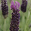 Anouk Supreme Spanish Lavender -Plant Series anouk supreme spanish lavender