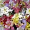 'Biedermeier Mix' Columbine -Plant Series aquilegia biedermeier mix columbine 1 sw