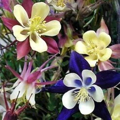 'Biedermeier Mix' Columbine 9 'Biedermeier Mix' Columbine -Plant Series aquilegia biedermeier mix columbine 4 square sw