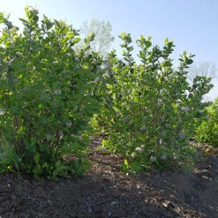 Low Scape Hedger® Aronia -Plant Series aronia low scape hedger 5 P