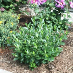 Low Scape Mound® Aronia 12 Low Scape Mound® Aronia -Plant Series aronia low scape mound 5