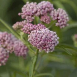'Cinderella' Swamp Milkweed -Plant Series asclepias incarnata cinderella swamp weed milkweed 1