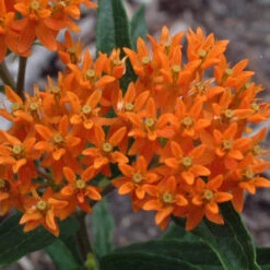 Orange Milkweed -Plant Series asclepias tuberosa butterfly weed 1