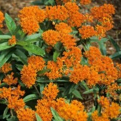 Orange Milkweed -Plant Series asclepias tuberosa butterfly weed 2
