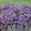 Kickin® 'Lilac Blue' New England Aster 2 Kickin® 'Lilac Blue' New England Aster -Plant Series aster kickin lilac blue 1