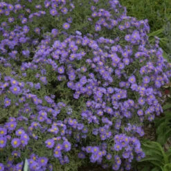 Kickin® 'Lilac Blue' New England Aster 7 Kickin® 'Lilac Blue' New England Aster -Plant Series aster kickin lilac blue 3