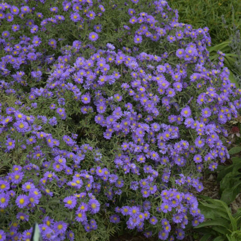 Kickin® 'Lilac Blue' New England Aster 5 Kickin® 'Lilac Blue' New England Aster - Image 3