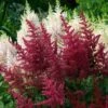 Red Astilbe -Plant Series astilbe fanal red false spirea 1