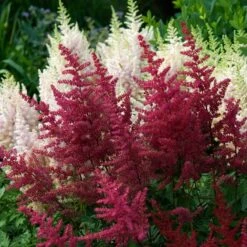 Brighten A Shady Spot Collection -Plant Series astilbe fanal red false spirea 1 c5f0a9fb b1e3 4ae4 97bb afeb86809f9b