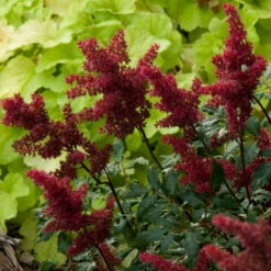 Red Astilbe 8 Red Astilbe -Plant Series astilbe fanal red false spirea 3