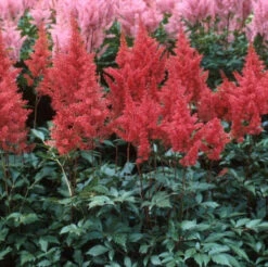 Red Astilbe 9 Red Astilbe -Plant Series astilbe fanal red false spirea 4