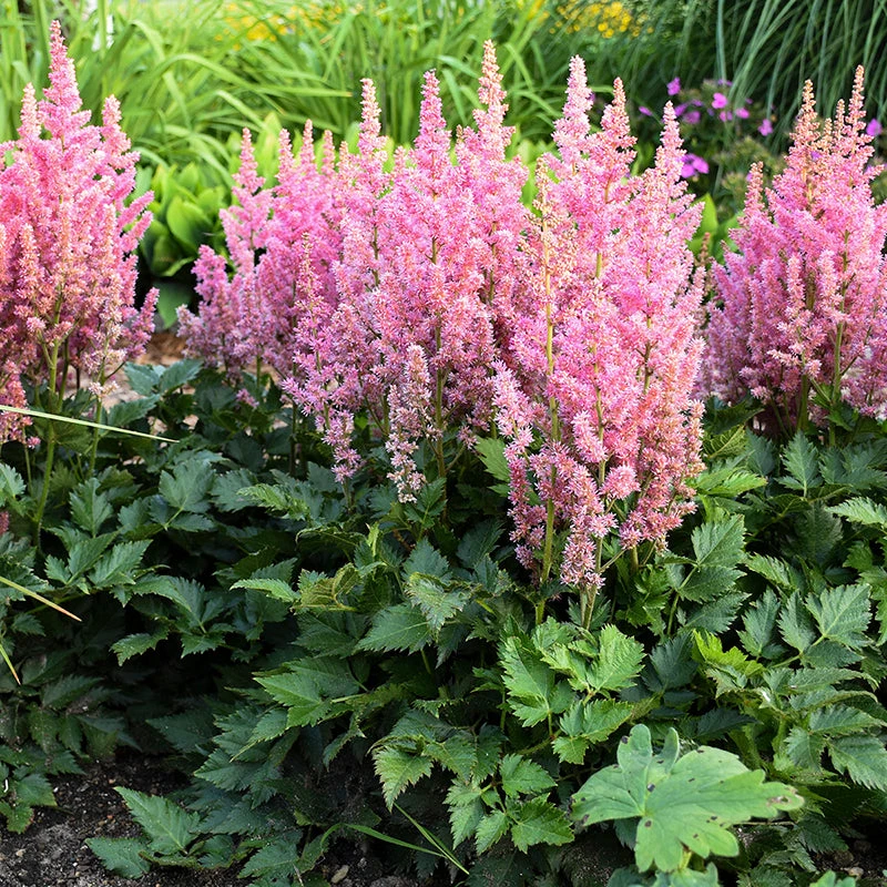 'Little Vision In Pink' Astilbe 3 'Little Vision In Pink' Astilbe